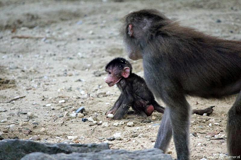 2010-08-24 (648) Aanranding en mishandeling gebeurd ook in de apenwereld.jpg